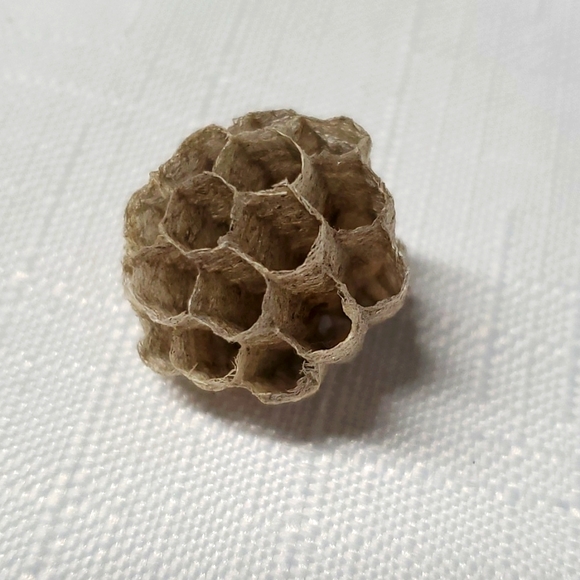 FOUND Real Wasps Nest Natural Nature Fragile Small Woodsy Decor Bee Tiny - Picture 1 of 14